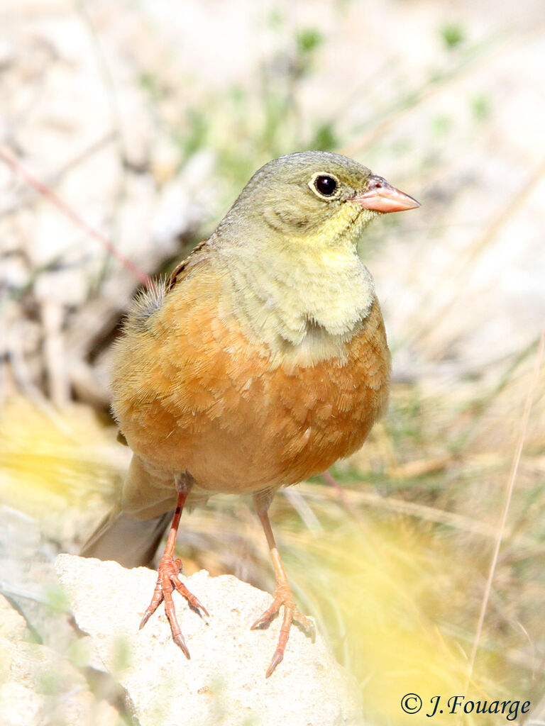 Bruant ortolan mâle adulte, identification