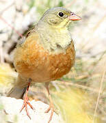 Ortolan Bunting