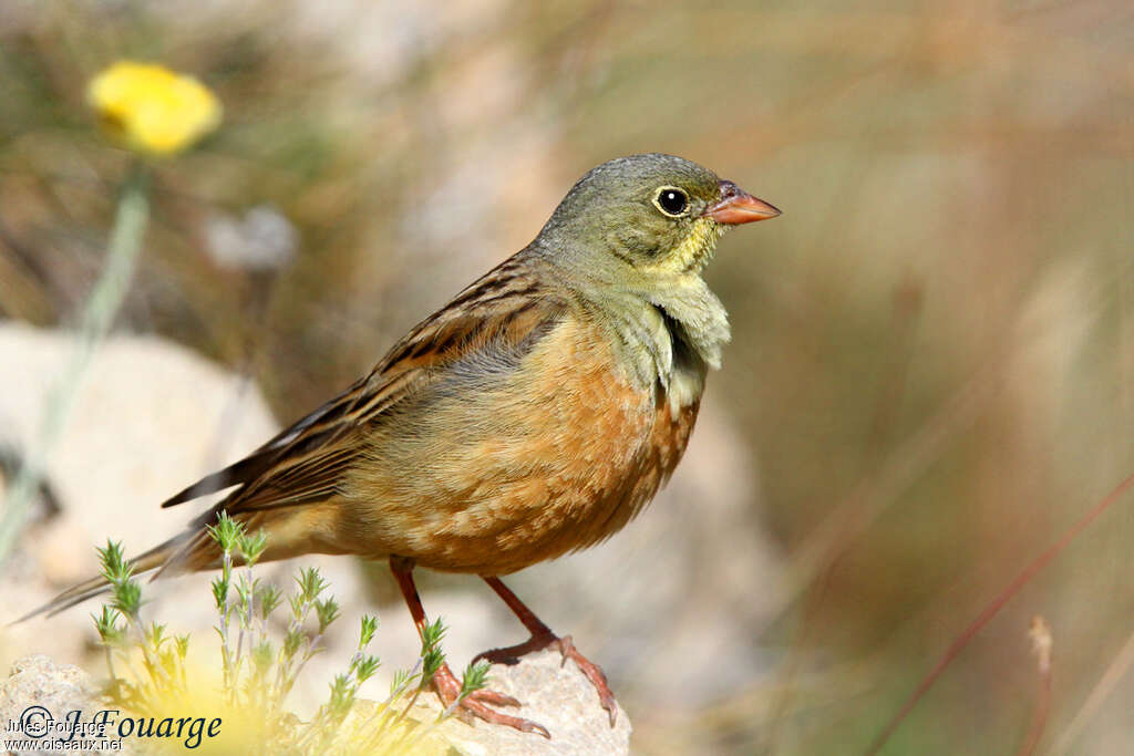 Ortolan Bunting male adult, close-up portrait