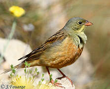 Ortolan Bunting