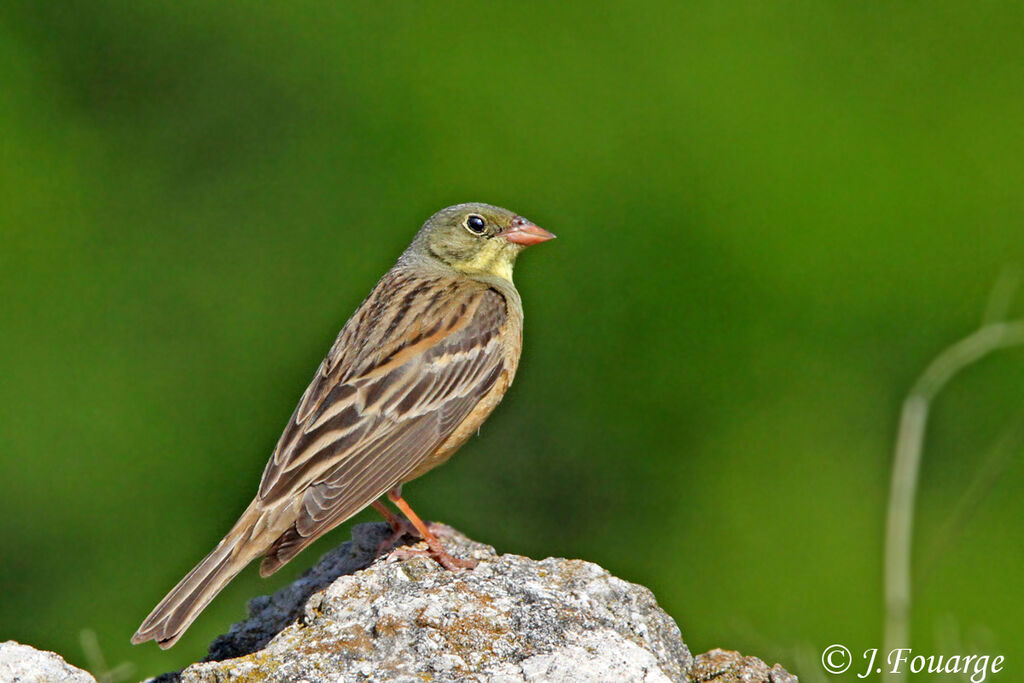 Bruant ortolan mâle adulte, identification