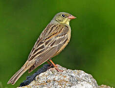 Ortolan Bunting