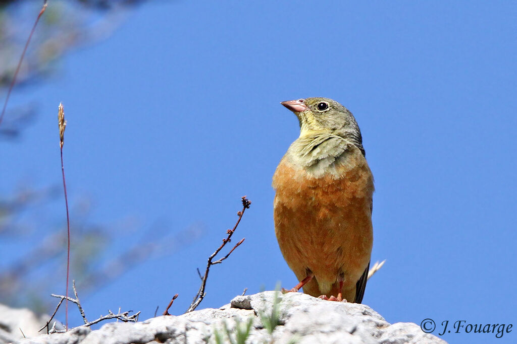 Ortolan Bunting male adult, identification