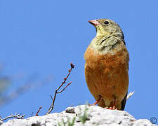 Ortolan Bunting