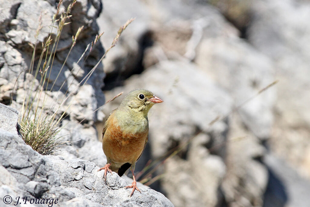 Bruant ortolan mâle adulte, identification