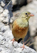 Ortolan Bunting