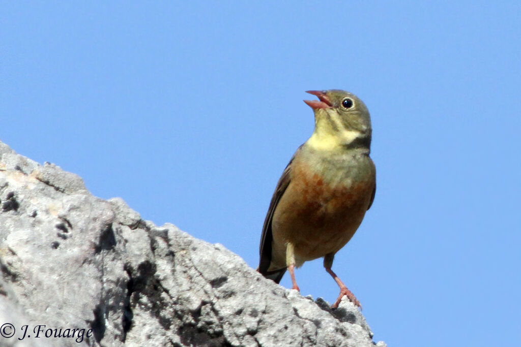 Bruant ortolan mâle adulte, identification, chant