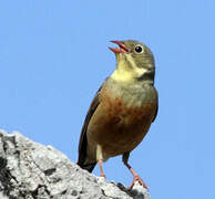 Ortolan Bunting