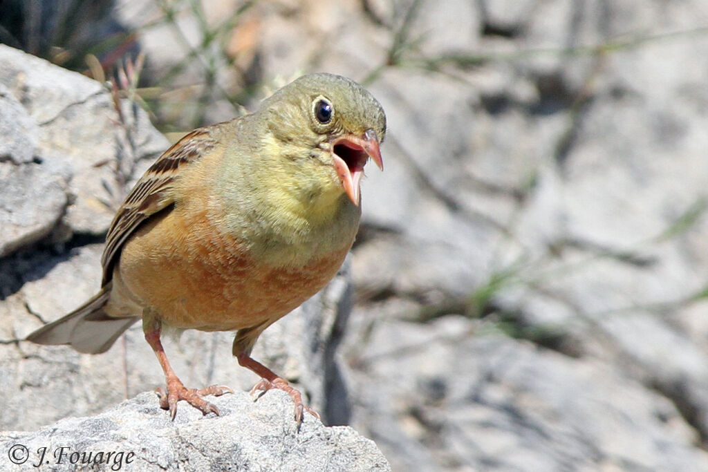 Ortolan Bunting male adult, identification