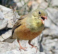 Ortolan Bunting