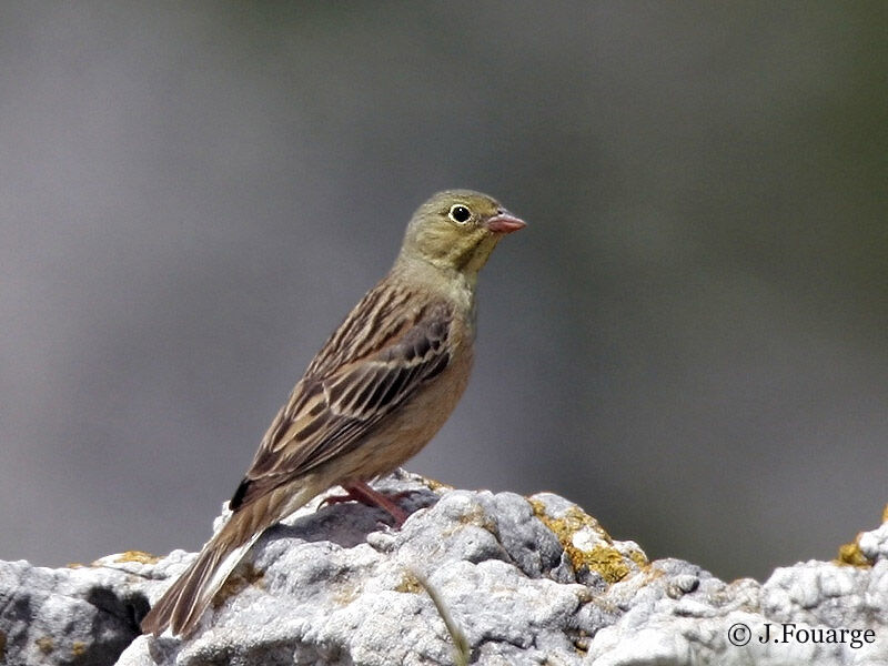 Ortolan Bunting