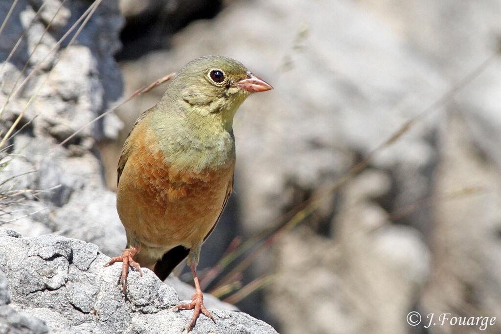 Ortolan Bunting male adult, identification