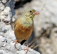 Ortolan Bunting