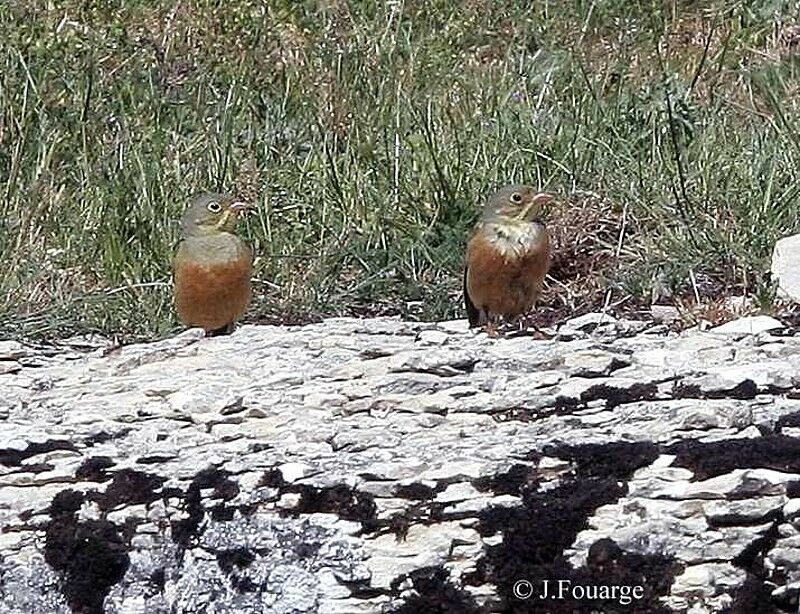 Ortolan Bunting