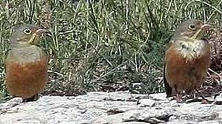 Ortolan Bunting