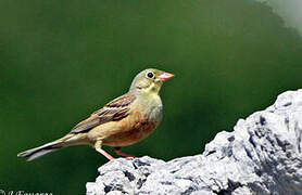 Ortolan Bunting