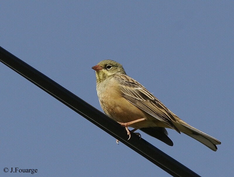 Ortolan Bunting