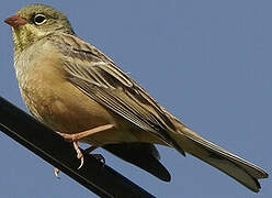 Ortolan Bunting