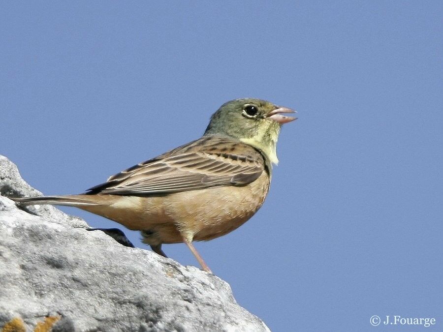 Ortolan Bunting