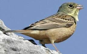 Ortolan Bunting