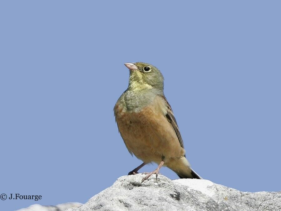 Ortolan Bunting