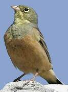 Ortolan Bunting