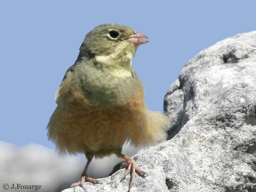 Ortolan Bunting