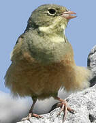 Ortolan Bunting