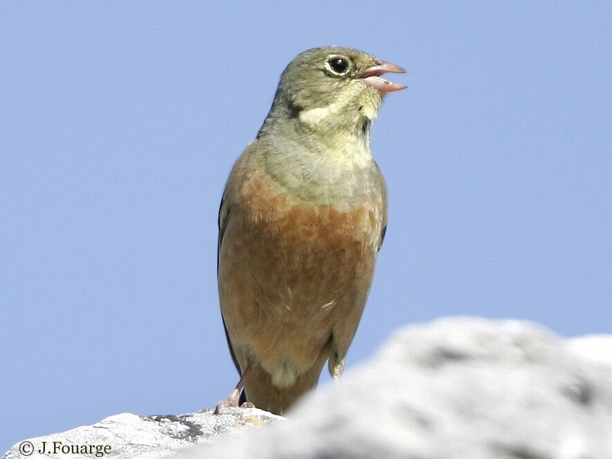 Ortolan Bunting