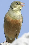 Ortolan Bunting