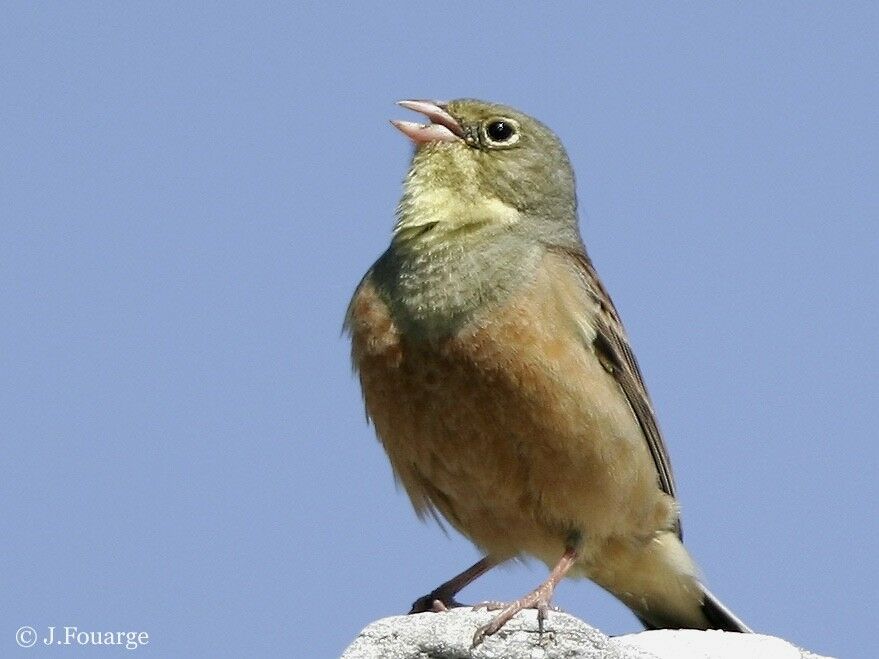 Ortolan Bunting