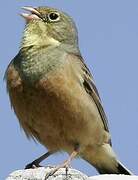 Ortolan Bunting