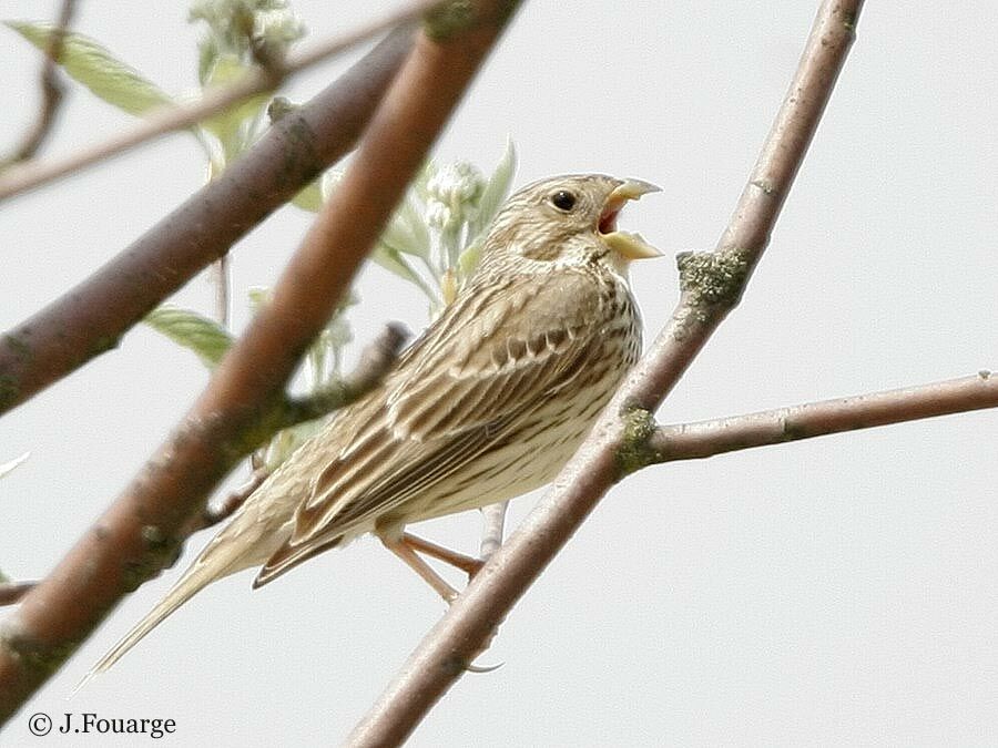 Corn Bunting