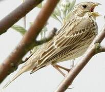 Corn Bunting