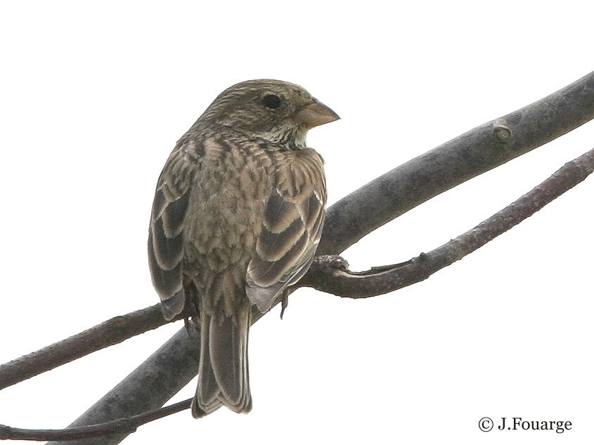 Corn Bunting