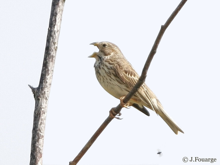 Corn Bunting