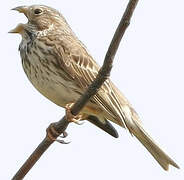 Corn Bunting