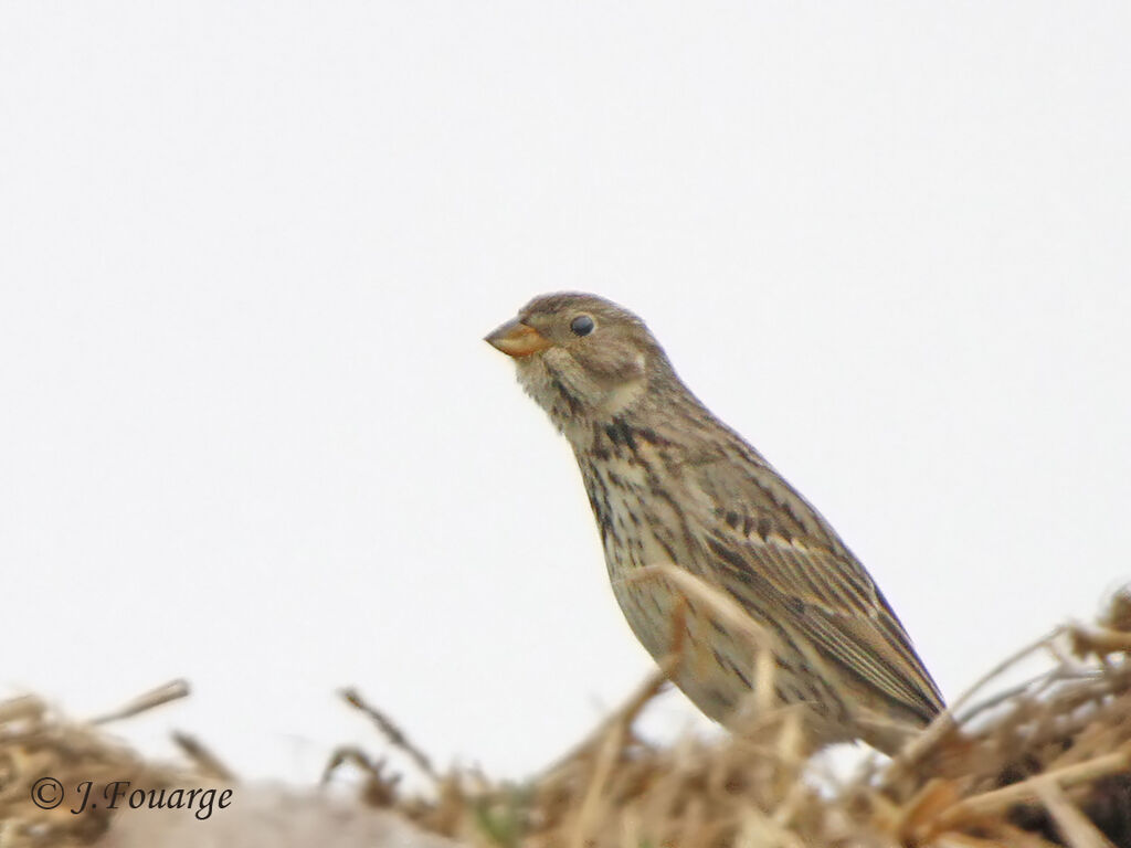 Corn Bunting male adult, identification, Behaviour