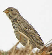 Corn Bunting