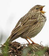 Corn Bunting