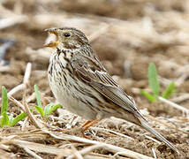 Corn Bunting