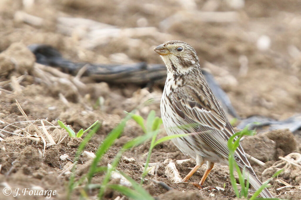 Corn Buntingadult, identification