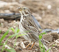 Corn Bunting