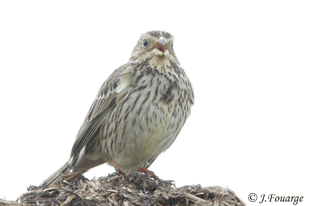 Bruant proyer mâle adulte, identification, chant