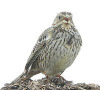 Corn Bunting