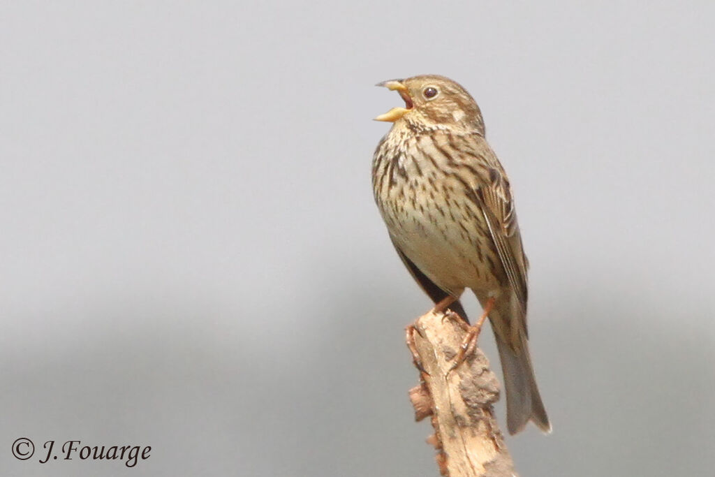 Corn Bunting male adult, identification, song, Behaviour