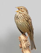 Corn Bunting