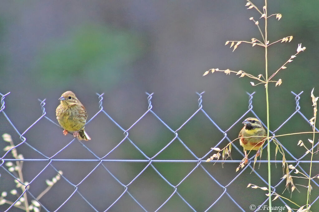 Cirl Buntingadult breeding