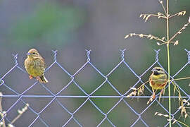 Cirl Bunting