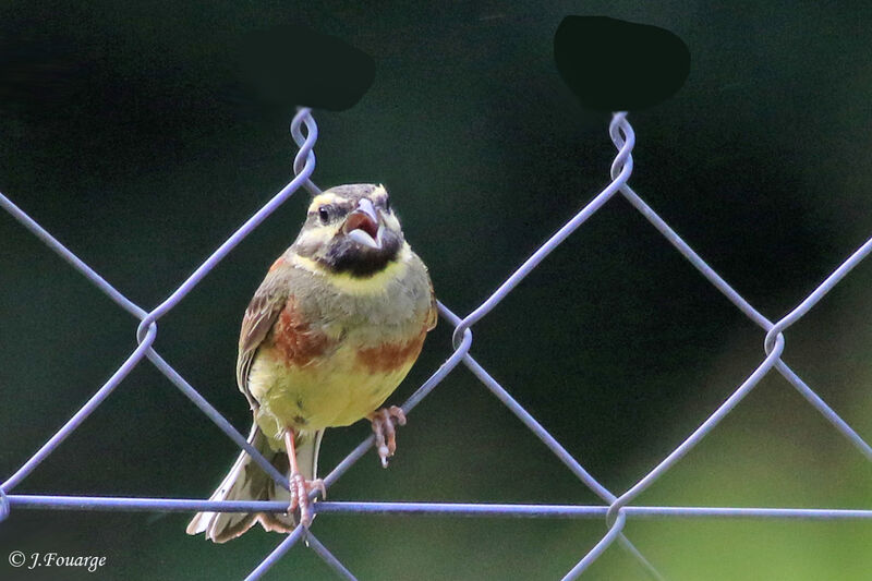 Cirl Bunting male, song